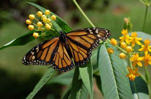 Monarch Butterfly on Milkweed - photographed by Derek L. Ramsey