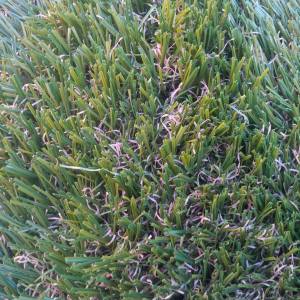 Up close view...see it even has dead pieces!