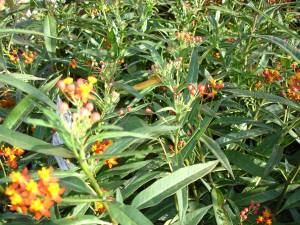 -Milkweed (Aslepias)