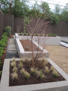 Triple rasied beds with River birch and Mexican feather grass in low bed, second bed is for herbs and third bed has a hedge of little Gem Boxwood with room behind for planting vegetables and there is a lemon bush in the corner. 