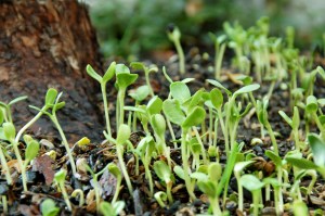 by Melanie — Barrie, ON