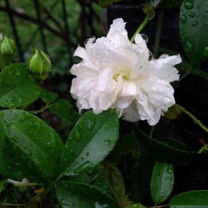 Rain on Madame Plantier.