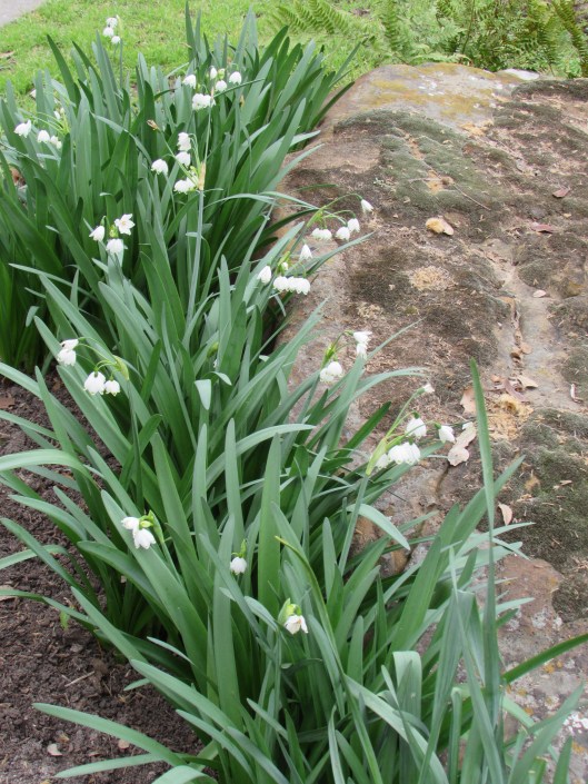 IMG_0386 Mossy boulder with Snowdrops.
