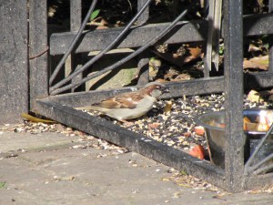Ravenscourt winter feeding station.