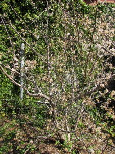This spring the Mexican plum is full of flowers.