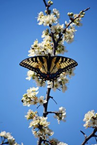 Tiger Swallowtail on a Mexican plum. Photo credit Olivia Johnston