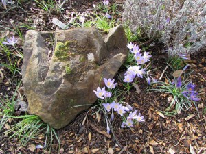 Oregon Garden Silverton Oregon