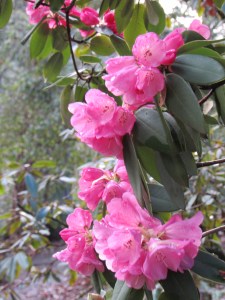 Rhododendron in Hendricks Park