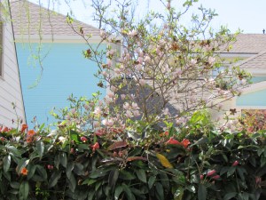 Scientific name: Magnolia x soulangiana Pronunciation: mag-NO-lee-uh x soo-lan-jee-AY-nuh Common name(s): Saucer Magnolia Family: Magnoliaceae USDA hardiness zones: USDA hardiness zones: 5 through 9A 