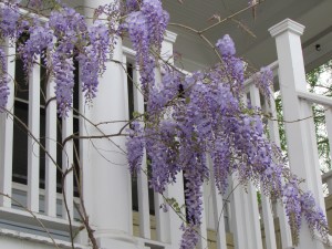 I love looking out my window and seeing the wisteria climbing up onto the cottage porch.