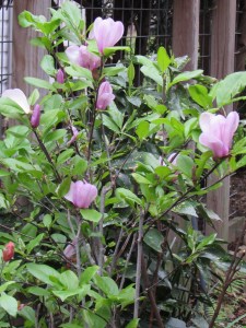 Here is our little transplanted Tulip magnolia we saved from a rip out. 