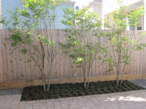 Muskogee Crape myrtle privacy screen.