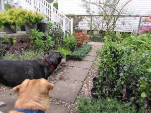 Rave and Dylan the guards of Ravenscourt!