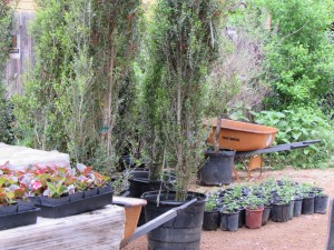 A few palates of reclaimed Chicago brick and some Scarlet Peak holly waiting for there new home.