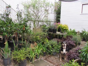 Our dog Raven posing with the new plant delivery.