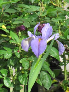 Louisiana Iris...a welcome friend that returns each April to great me!