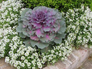 The Sweet Alyssum and Ornamental red cabbage are still going strong and have looked lovely for months now.