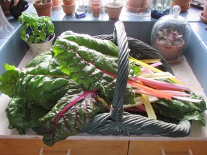 Swiss card fresh from the garden and ready to steam.