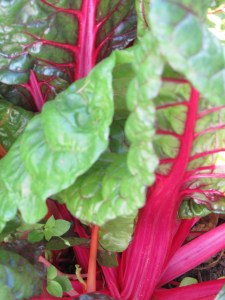 They taste as good as they look.