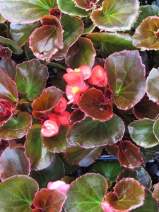 Begonias make a pleasing pop of color in a shady space.