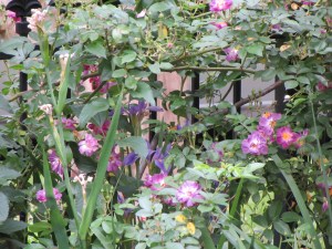 I love purple blooms!