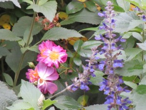'Indigo Spires' sage is a vigorous hybrid prized for its 12- to 15-inch-long, twisting spikes of dark violet flowers. It is a non-stop bloomer from early summer through fall.