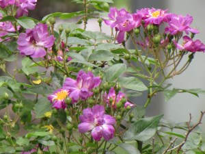 Each cluster is like a little bouquet. 