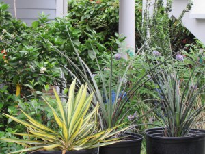 Red yucca and and Color Guard yucca.