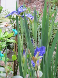 Here are some Louisiana irises in bloom. The new owners will have to wait until next April to see these beautiful flowers.