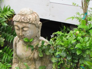 A staked Star jasmine nestling up to Buddha.