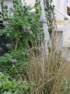 Lindenhiemer muhly and Evergreen wisteria.