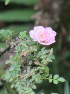 This little roses name I have long forgotten. It only blooms once a year and the flower is literately the size of the end of your pinky. 