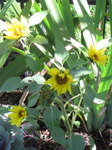 Bird seed sunflowers.