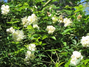 "A most attractive rose that is an interesting cross between an Alba and a Noisette. The medium-sized flowers are in the form of beautiful white pompons. They are held in large clusters and produced in great profusion on long, graceful, almost thornless growth. Each flower has many petals perfectly arranged around a small, green, central eye. There is a sweet and powerful fragrance which fills the air. ‘Mme. Plantier’ has a graceful, sprawling, mounded habit, with pale green leaves. Grown as a climber, the billowing flowers make a wonderful sight. It is a very healthy, tough and reliable variety. (Plantier 1835). 5 x 5ft or 9ft as a climber." - David Austin Roses