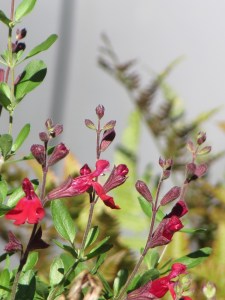 The first blooms on the saliva greggi. 