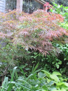 My cherished little Japanese Maple that we rescued from a clean up. 