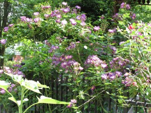 Rambling along my wrought iron fence.