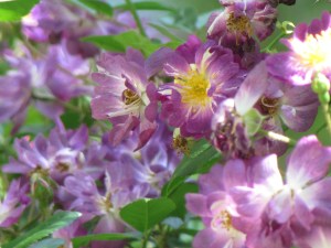 Here you can see the white streaks and yellow stamens. 