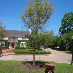 The perfect tree in the perfect spot!