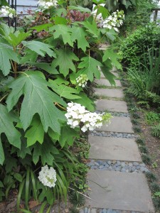Oakleaf hydrangea -  Hydrangea quercifolia