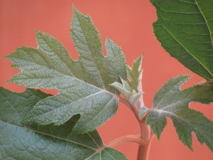 I love the shape of the fuzzy leaves! 