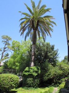 This palm was bought at Teas nursery in the 1920's.