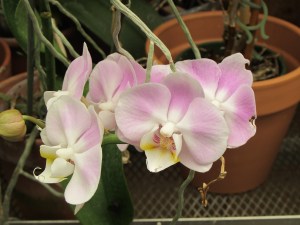 Pink and white orchid