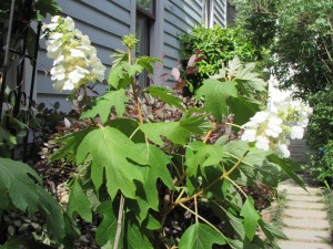 Oakleaf Hydrangea 