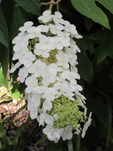 Beautiful foot long flowers. 