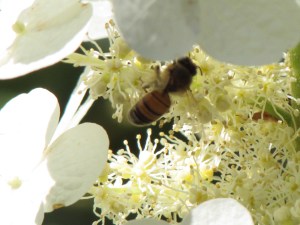A bee pollinating our Oakleaf hydrangea flowers.