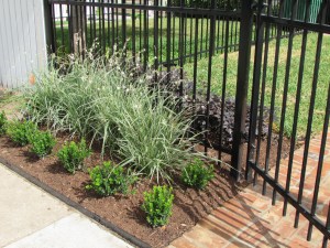 Front beds planted with Baby Gem boxwoods and Shooting Star lily. Inside the fence are loropetlum with a liripoe border. 