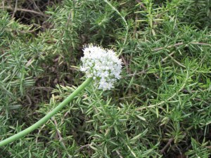 Rosemary with an onion flower.
