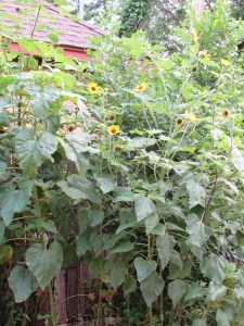 They are taking over the canna bed this year! Can you see the possumhaw holly?