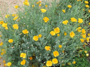 California Poppy